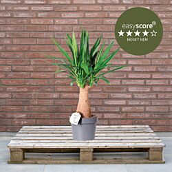 Yucca elephantipes 24cm H90