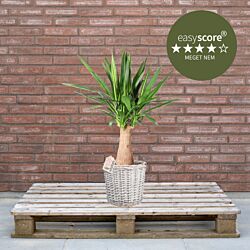 Yucca elephantipes 24cm H90 med kurv