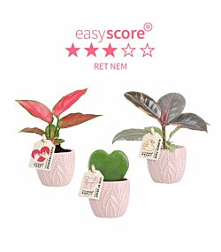 Sommer plantepakke - Mini inkl. lyserøde skjulere