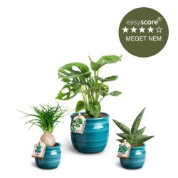 Den tyrkise plantepakke - lille, inkl. skjulere
