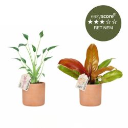 Terracotta plantepakke - Mellem, inkl. skjulere