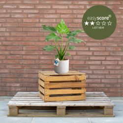 Alocasia cucullata 17cm H50 med sandfarvet skjuler