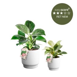 Flotte planter til mor og dreng