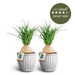 Beucarnea pakke - Mellem, inkl. rillede skjulere
