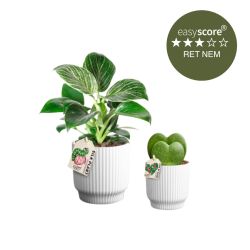 Plantepakke med 1X Philodendron 'White Measure' Ø11cm, 1X Hoya Kerii hjerteplante Ø9cm og 2X Hvide skjulere