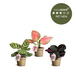 Farverig bladplante pakke, Mini