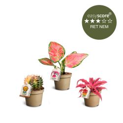 Farverig plantepakke, Mini