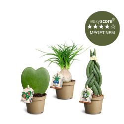 Feminin plantepakke, Mini