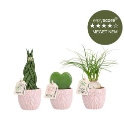 Feminin plantepakke - mini, inkl. lyserøde skjulere