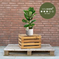Ficus lyrata 17cm H50 med sandfarvet skjuler