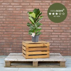 Ficus lyrata 17cm H50