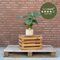 Monstera deliciosa 17cm H50 med sandfarvet skjuler