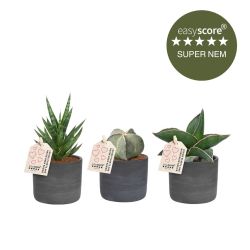 Nem plantepakke - mini, inkl. mørkegrå skjulere