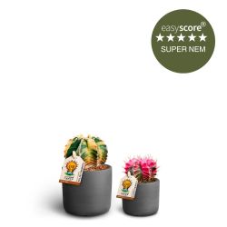Plantenørd pakke - mini, inkl. mørkegrå skjulere
