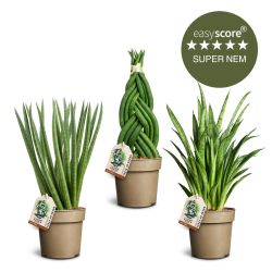 Sansevieria pakke, Mellem