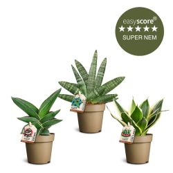 Sansevieria pakke, Lille