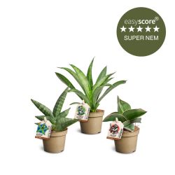 Sansevieria pakke, Mini