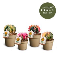 Special plantepakken - Lille, Glow Cactus