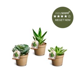 Succulentpakke, mini