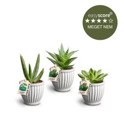 Succulentpakke - mini, inkl. rillede skjulere