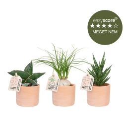 Terracotta plantepakke - mini, inkl. skjulere