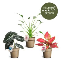 Trendy plantepakke, Mellem