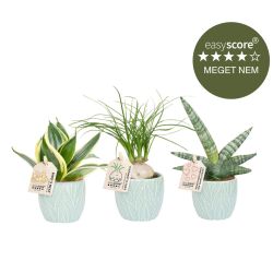 Trendy plantepakke - mini, inkl. turkis skjulere