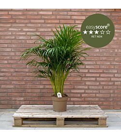 Dypsis lutescens 24cm H110