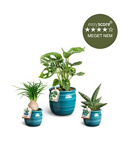 Den tyrkise plantepakke - lille, inkl. skjulere