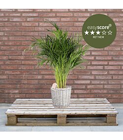 Dypsis lutescens 24cm H110 med kurv