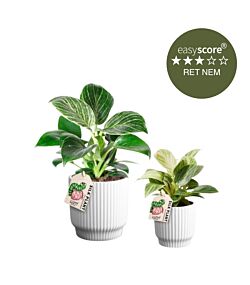 Flotte planter til mor og dreng