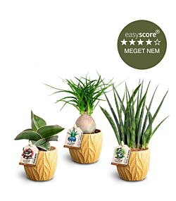 Den eksotiske plantepakke - mini, inkl. gule skjulere