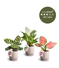 Den lyserøde plantepakke - mini, inkl. lyserøde skjulere