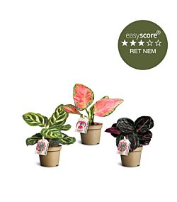 Farverig bladplante pakke, Mini