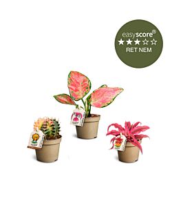 Farverig plantepakke, Mini