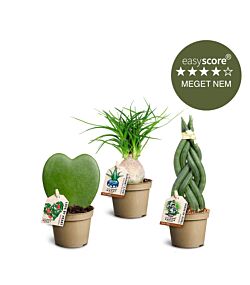 Feminin plantepakke, Mini