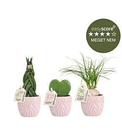 Feminin plantepakke - mini, inkl. lyserøde skjulere