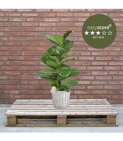 Ficus lyrata 24cm H90 med kurv