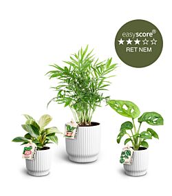 Grøn plantepakke mellem, inkl. hvide skjulere