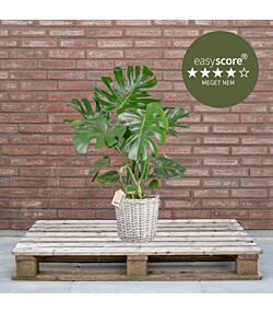 Monstera deliciosa 24cm H90 med kurv