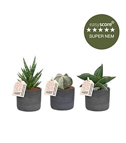 Nem plantepakke - mini, inkl. mørkegrå skjulere