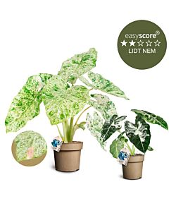 Special plantepakken - Stor, Broget Alocasia