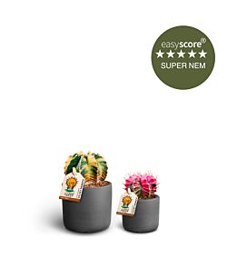 Plantenørd pakke - mini, inkl. mørkegrå skjulere