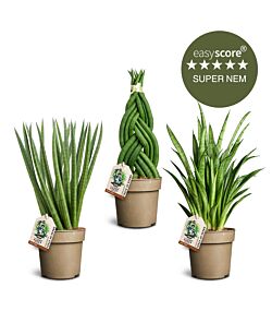 Sansevieria pakke, Mellem