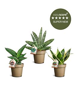 Sansevieria pakke, Lille