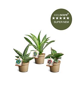 Sansevieria pakke, Mini