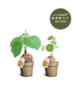 Special plantepakken - Mellem, Caudex Stephania