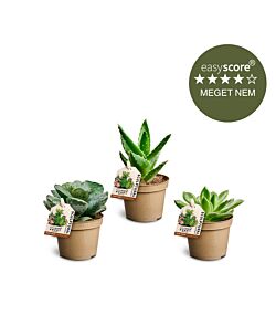 Succulentpakke, mini