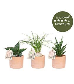 Terracotta plantepakke - mini, inkl. skjulere
