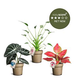 Trendy plantepakke, Mellem